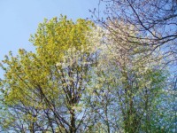 Jarní koruny stromů podél Otavy