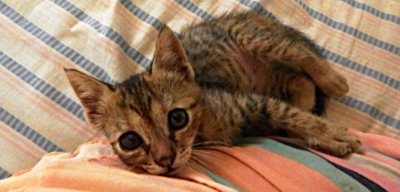 Prosím, nechte si mne...jsem nalezeneček..