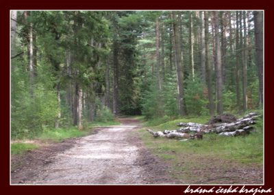 kouzlo-ceske-prirody-035-novohradecke-lesy.jpg