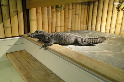 Krokodýl