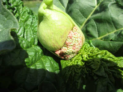 Květ...čeho asi ???