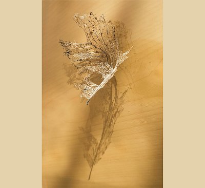 Ty můj kvítku medový..