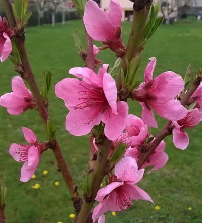 broskvoň začala kvést