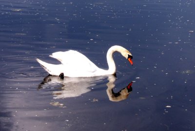 Labuťák v zrcadle