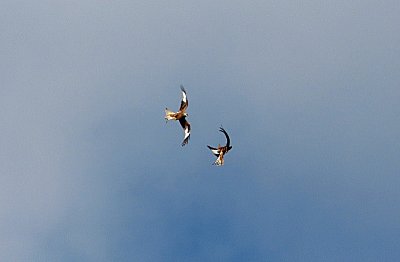 Láska nebeská (1) - pár luňáků červených *