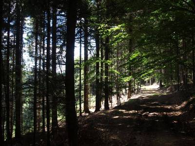 Příjemná cesta lesem