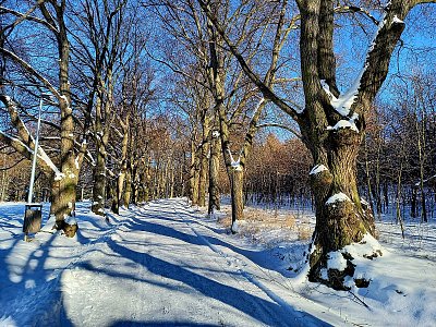 Leden ve Svatohorské aleji