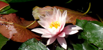 Krasavec na jezírku