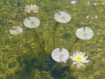 jak rostou lekníny *