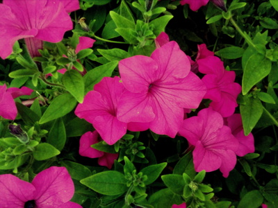 poslední letní květy...