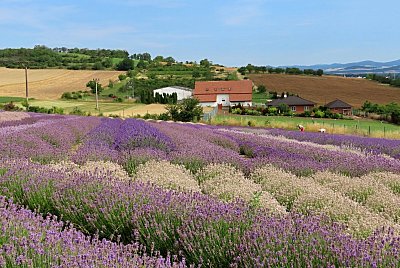 levandulova-farma-zidovice.jpg