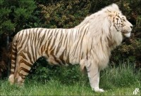 To není fotomontáž, ale kombinace genů tygra a lvice - tigon ze strany