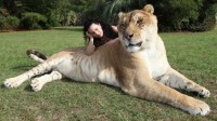 Někteří kříženci mezi lvem a tygrem dosahují obrovské velikosti - lev je menší a lehčí