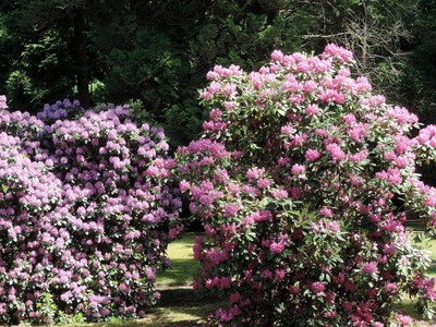 lk04-jeste-krasne-kvetly-rhododendrony.jpg