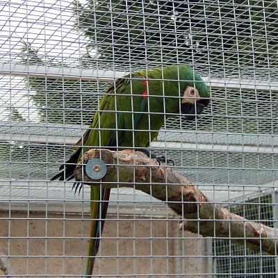 Zelený papoušek