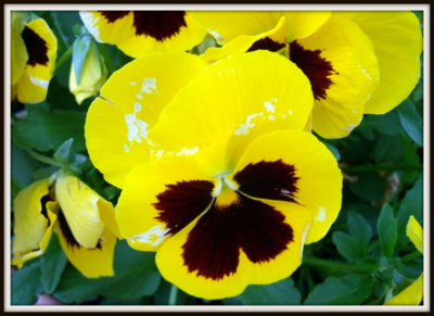 Macešky září na sluníčku