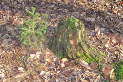 Maminka mi ztrouchnivěla