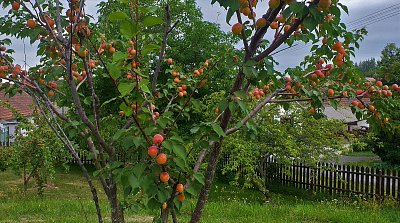 Zasadili jsme ji před deseti lety