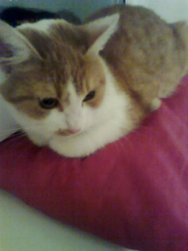 Mici