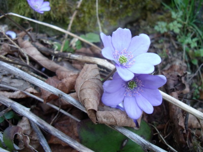 Jaterník podléška