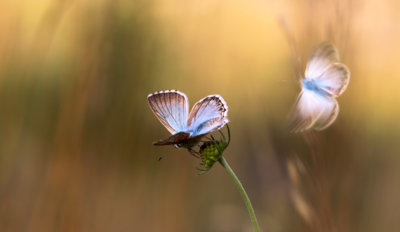 Když se modráskové ukládají k spánku I... (modrásek vikvicový)