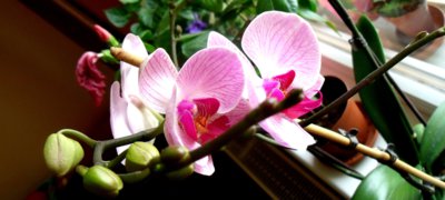 Moje chlouba - orchidej