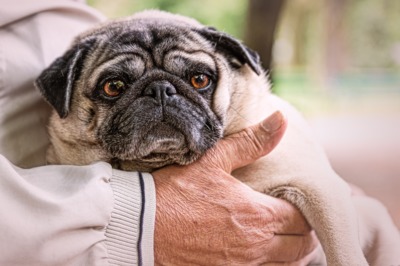 mops.jpg