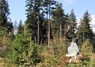 Pavouk,pavučina....a motýl !