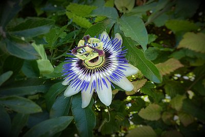 Mučenka -symbol Kristova utrpení