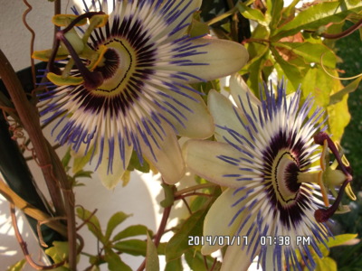 Jmenuji se Mučenka...