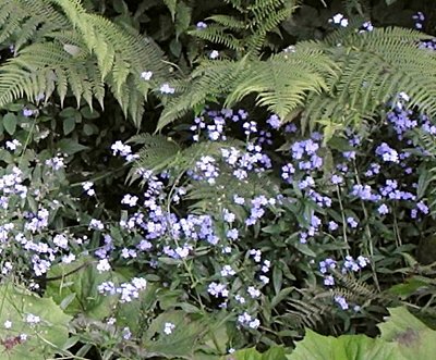 08. myosotis-alpestris-pomněnka-vysokohorská