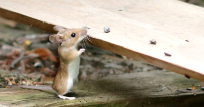 Co koukáte, kocour nikde, kdo by odolal…*