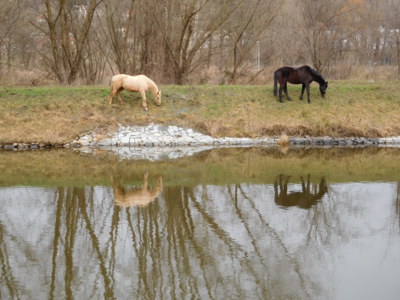 Na pastvě u Vltavy