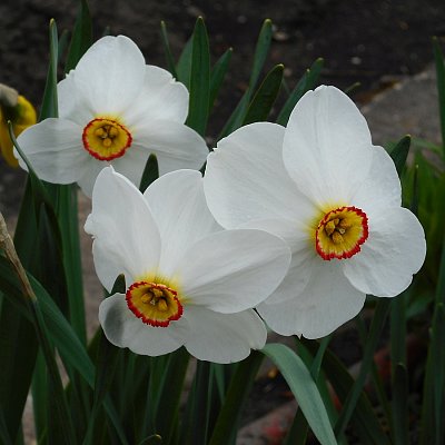 Narcis bílý
