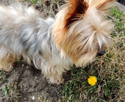 našel jsem první kytičku jara