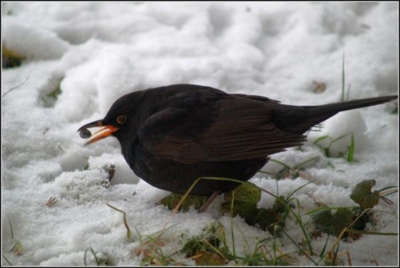 nechat padnout na jazýček