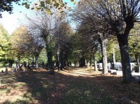 Stará alej na hřbitově