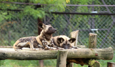 Není pes jako pes - pes hyenovitý...*