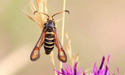 A mě znáte? ... mé jméno je nesytka lumčí.