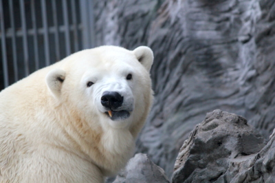 No a co, chybí mi zub...