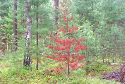 novohradecke-krasne-lesy-a-barva-stromu.jpg