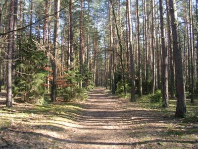 novohradecke-krasne-lesy-cesta-lesem.jpg