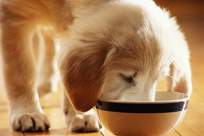 Suché krmivo pro psy vs. psí konzervy: Co je lepší?