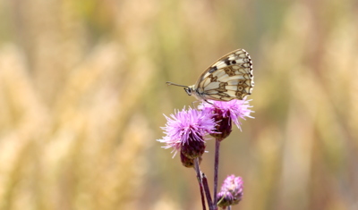 Naši motýli - okáč bojínkový