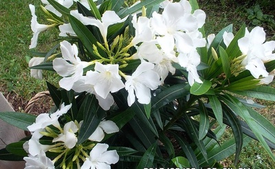 kdo by řekl, že tahle křehká krása je tak jedovatá...