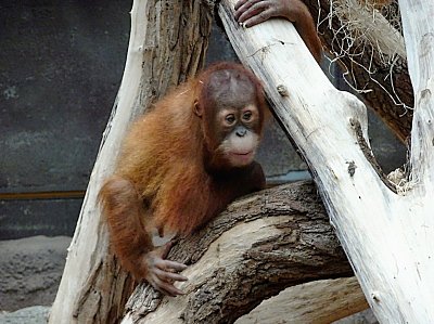orangutan-narodil-se-17.11.2020.jpg
