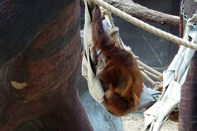 orangutanek.jpg