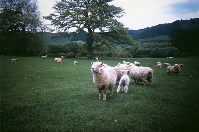 Ovce na pastvině