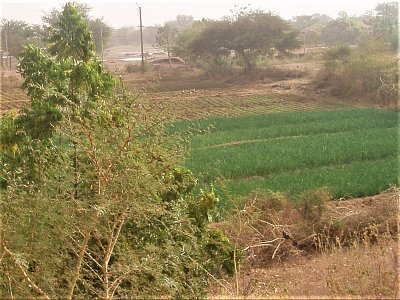 Mali, země Dogonů, pěstování cibule