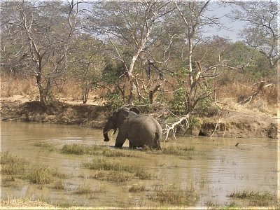 Burkina Faso - první slon Tondy